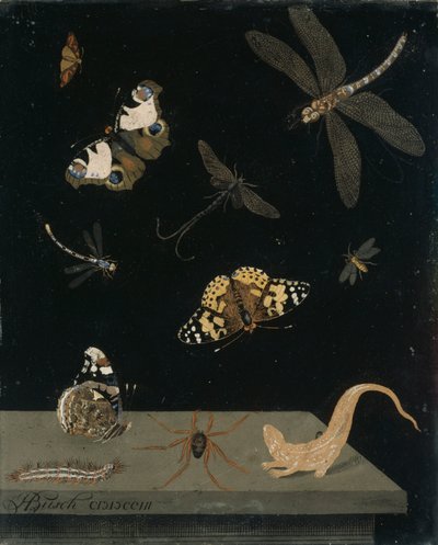 Pannello di scagliola con insetti e una salamandra, 1703 da Hendrik Busch